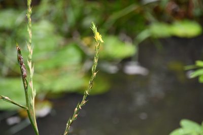 Philydrum lanuginosum, photographed by Thomas Mesaglio