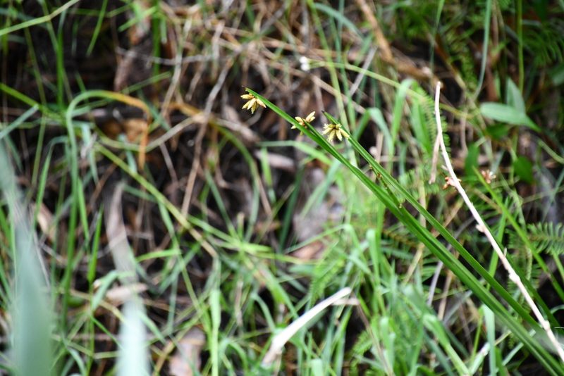 Schoenoplectiella mucronata, photographed by Thomas Mesaglio