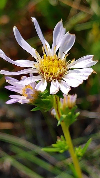 Eurybia spinulosa, photographed by Scott Allen Davis