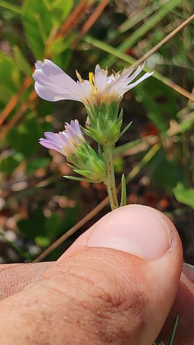 Eurybia spinulosa, photographed by Scott Allen Davis