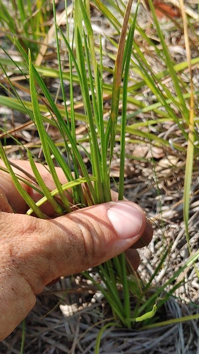Eurybia spinulosa, photographed by Scott Allen Davis