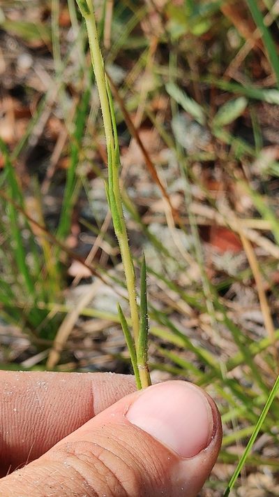 Eurybia spinulosa, photographed by Scott Allen Davis