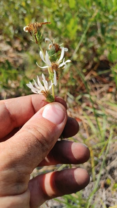 Eurybia spinulosa, photographed by Scott Allen Davis