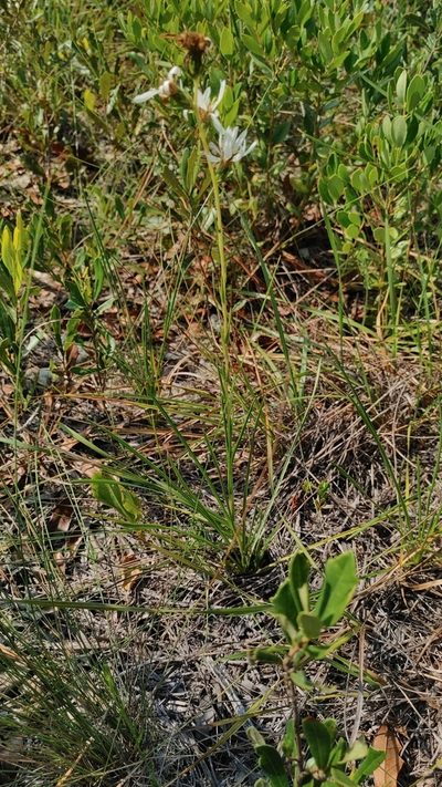 Eurybia spinulosa, photographed by Scott Allen Davis