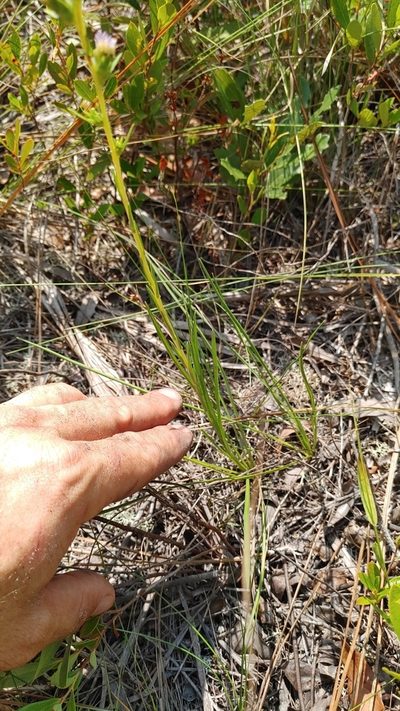Eurybia spinulosa, photographed by Scott Allen Davis