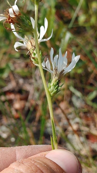 Eurybia spinulosa, photographed by Scott Allen Davis
