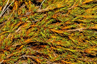 Dracophyllum prostratum, photographed by Carey_Knox_Southern_Scales