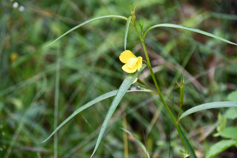 Ludwigia longifolia, photographed by Thomas Mesaglio
