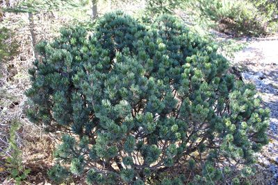 Pinus culminicola, photographed by Rafael Torres