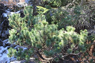 Pinus culminicola, photographed by Rafael Torres