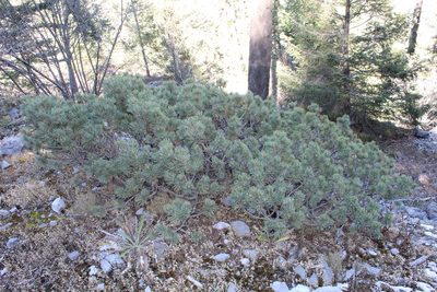Pinus culminicola, photographed by Rafael Torres