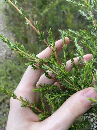 Leptospermum juniperinum, photographed by Thomas Mesaglio