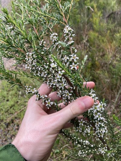 Leptospermum juniperinum, photographed by Thomas Mesaglio