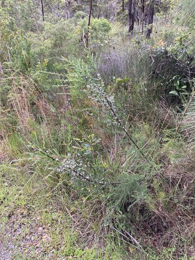 Leptospermum juniperinum, photographed by Thomas Mesaglio