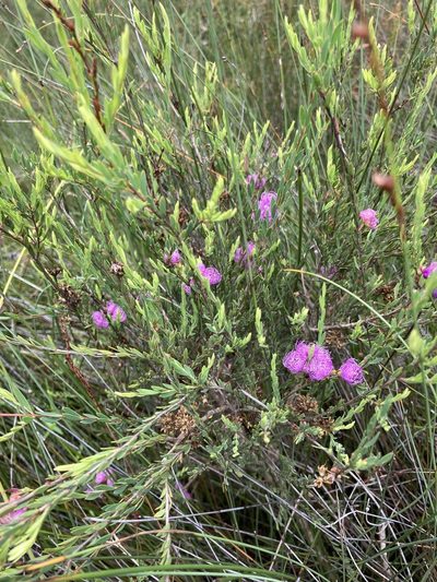 Melaleuca thymifolia, photographed by Thomas Mesaglio