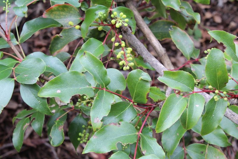 Berberis gracilis, photographed by Rafael Torres