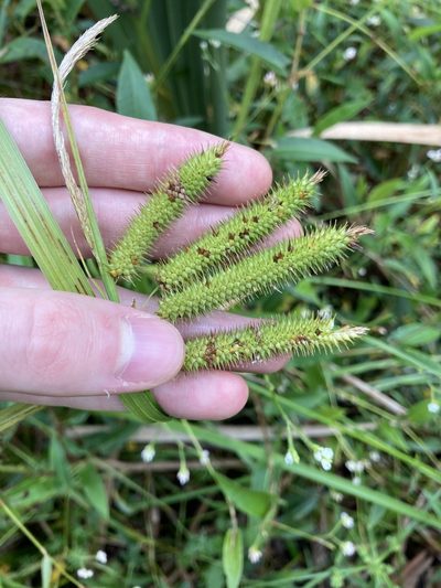 Carex fascicularis, photographed by Thomas Mesaglio