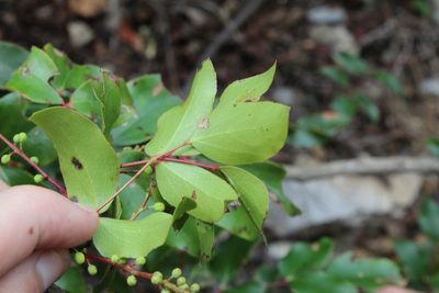 Berberis gracilis, photographed by Rafael Torres