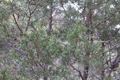 Juniperus deppeana, photographed by Rafael Torres