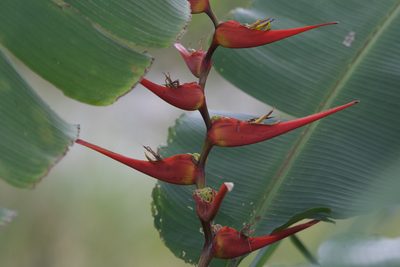 Heliconia latispatha, photographed by Dario Taraborelli
