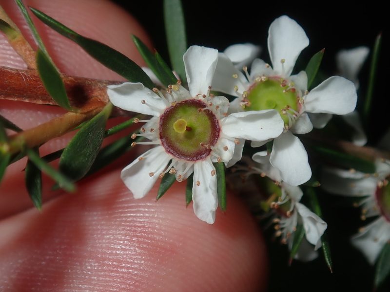 Leptospermum juniperinum, photographed by Thomas Mesaglio