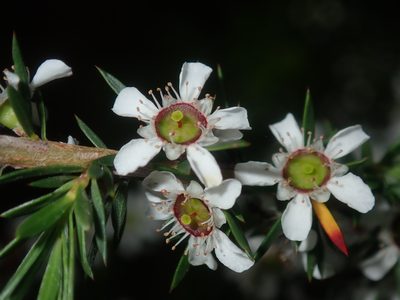 Leptospermum juniperinum, photographed by Thomas Mesaglio