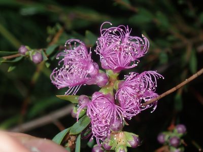 Melaleuca thymifolia, photographed by Thomas Mesaglio