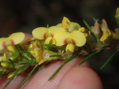 Dillwynia floribunda, photographed by Thomas Mesaglio