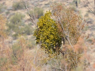 Phoradendron macrophyllum, photographed by Jared Shorma