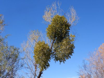 Phoradendron macrophyllum, photographed by Jared Shorma