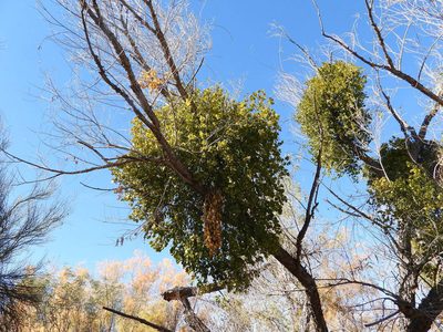 Phoradendron macrophyllum, photographed by Jared Shorma