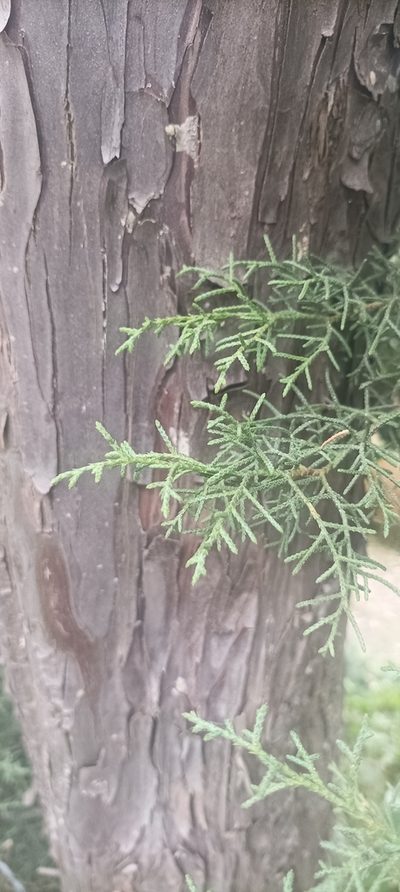 Cupressus torulosa, photographed by Ramnarayan K