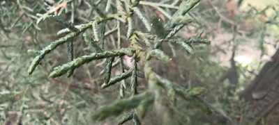 Cupressus torulosa, photographed by Ramnarayan K