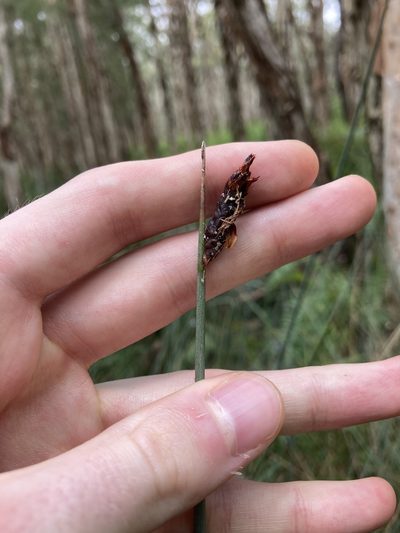 Lepironia articulata, photographed by Thomas Mesaglio