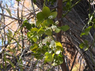 Phoradendron macrophyllum, photographed by Jared Shorma