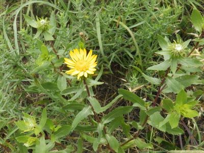 Grindelia subalpina, photographed by Lori Schuster