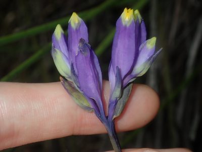 Burmannia disticha, photographed by Thomas Mesaglio