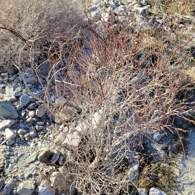 Psorodendron arborescens, photographed by Dan Horowitz