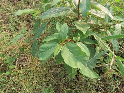 Ficus racemosa, photographed by Navaneeth Sini George