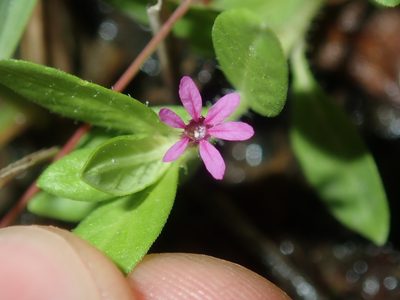 Cuphea carthagenensis, photographed by Thomas Mesaglio