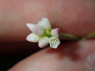 Persicaria strigosa, photographed by Thomas Mesaglio