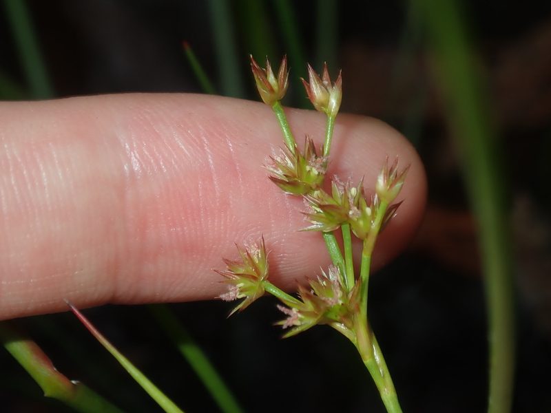 Juncus prismatocarpus, photographed by Thomas Mesaglio