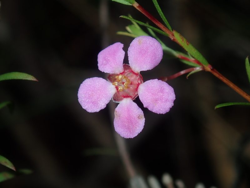 Euryomyrtus ramosissima, photographed by Thomas Mesaglio