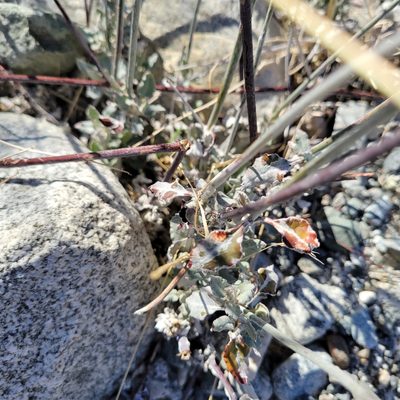 Eriogonum elongatum, photographed by Dan Horowitz