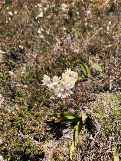 Milligania densiflora, photographed by krumpianking