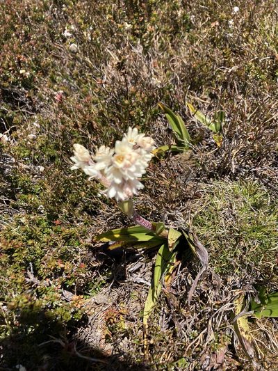 Milligania densiflora, photographed by krumpianking