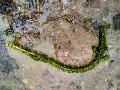 Lagarosiphon major, photographed by catchwords