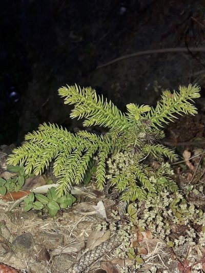 Araucaria heterophylla, photographed by naturewatchwidow
