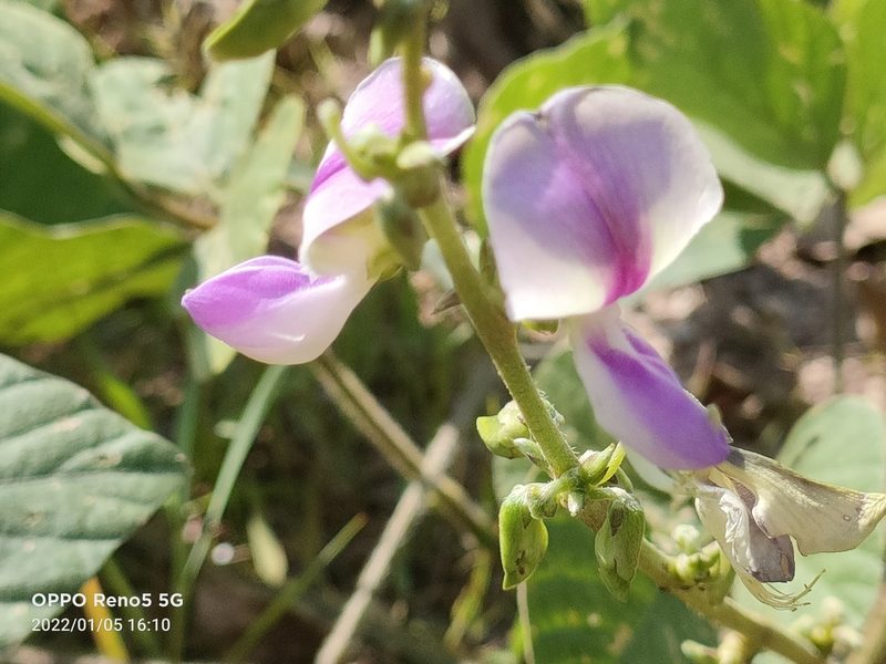 Neustanthus phaseoloides, photographed by Ong Jyh Seng
