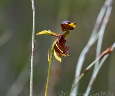 Caleana major, photographed by Brendan Costello